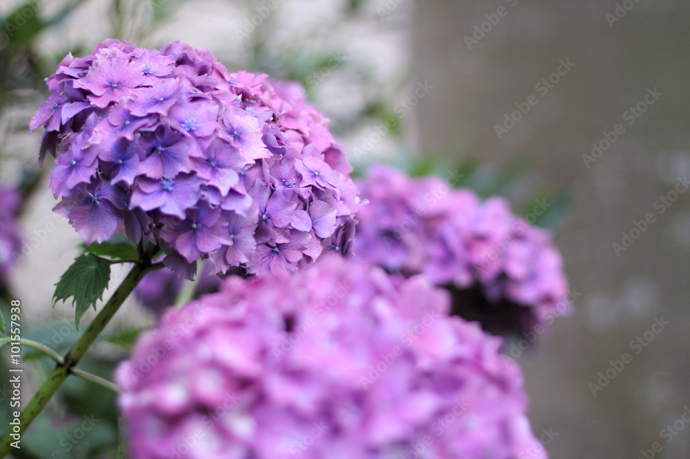 Fototapeta premium Hortensien