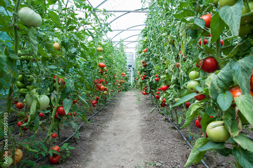 Field of tomatoes