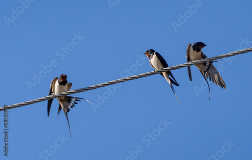 Three barn swallow