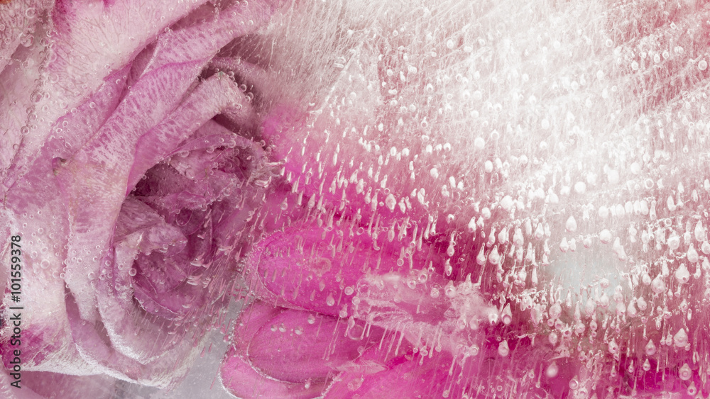 Fototapeta premium abstraction with pink flower in ice