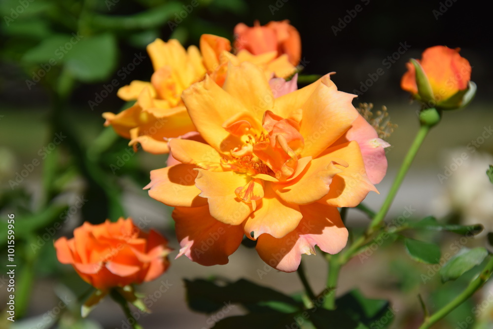 Strauchrose Strauchrose