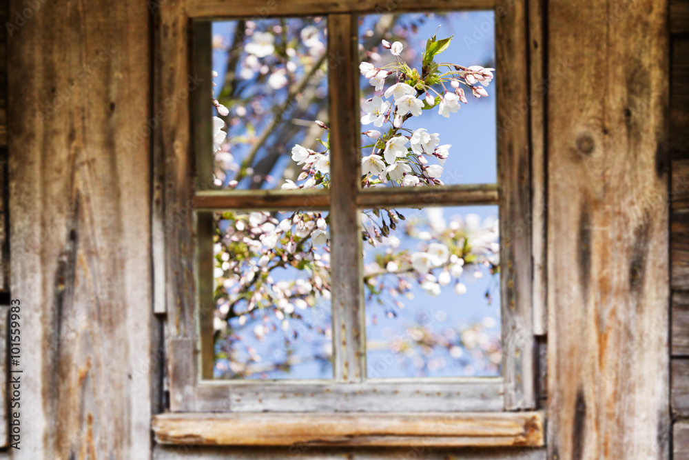 Fototapeta Old wooden window frame, spring, flowering trees.