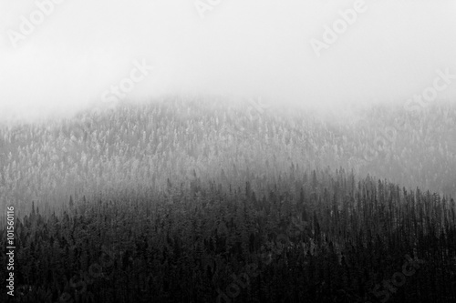 Pines texture in the fog