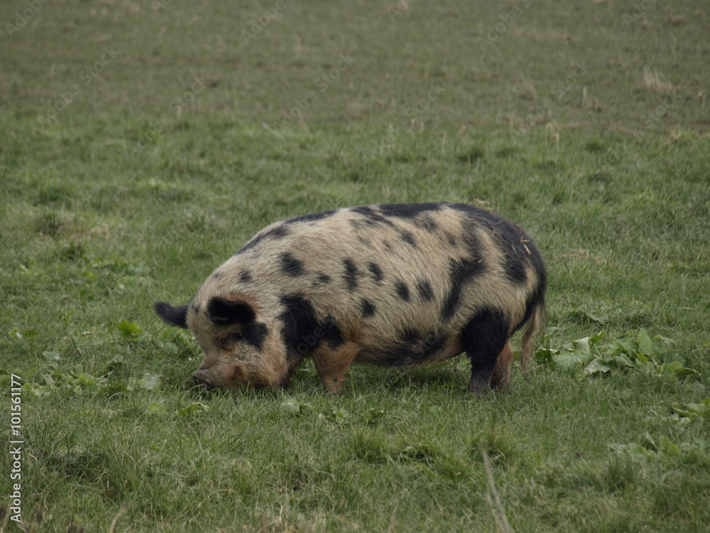 Pig eating grass Pig eating grass
