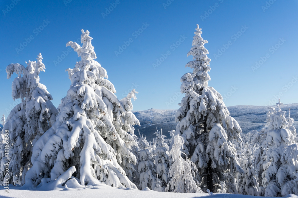 Winter mountains landscape. Trees covered with fresh snow  in sunny day  in Karkonosze, Giant Mountains, Poland. 
