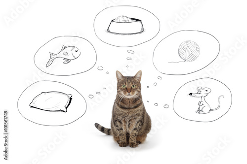 Fototapeta Naklejka Na Ścianę i Meble -  pensées de chat