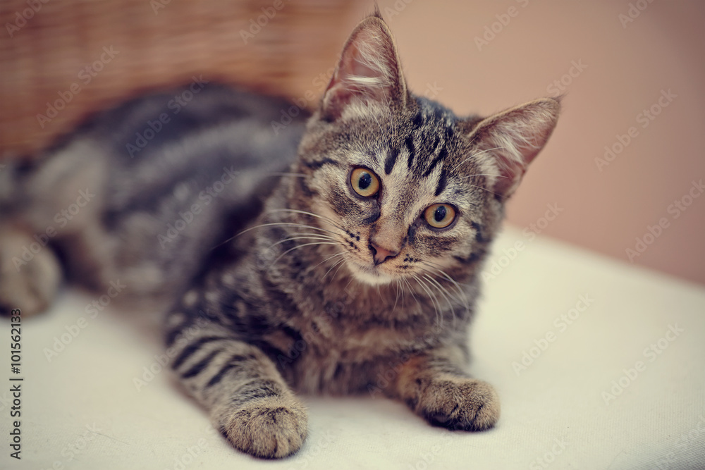 Nice striped domestic kitten