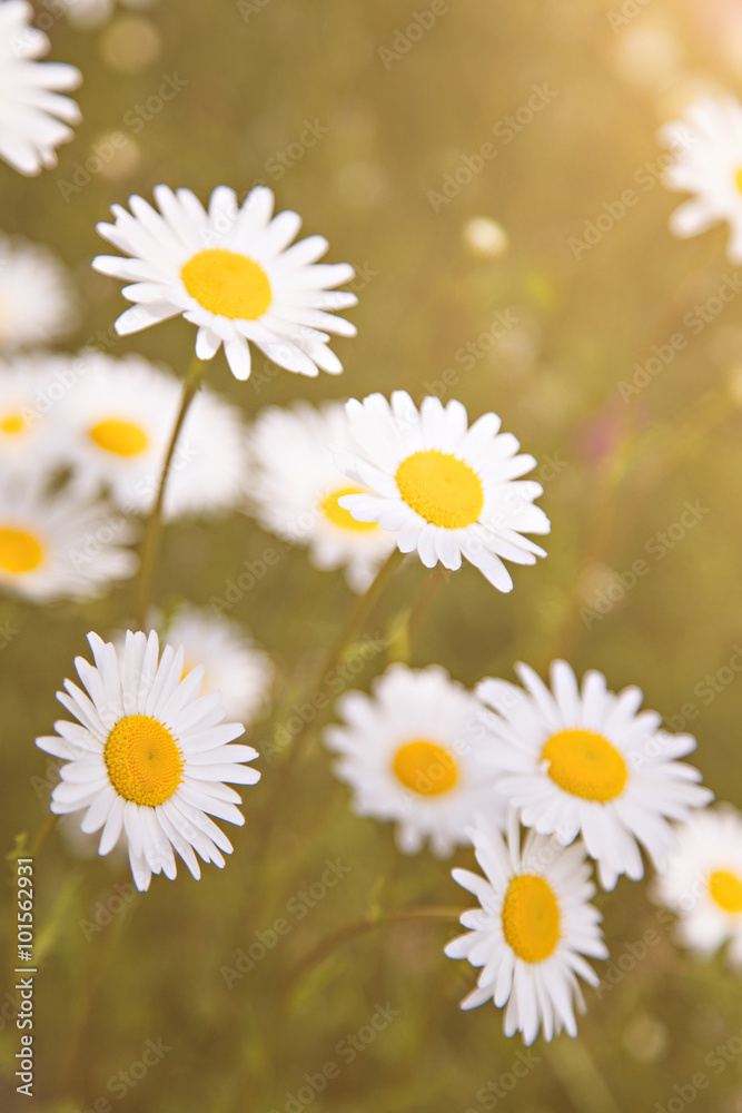 Obraz premium Field of beautiful daisy flowers