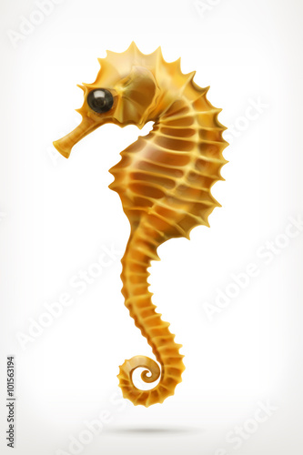 Seahorse, vector icon