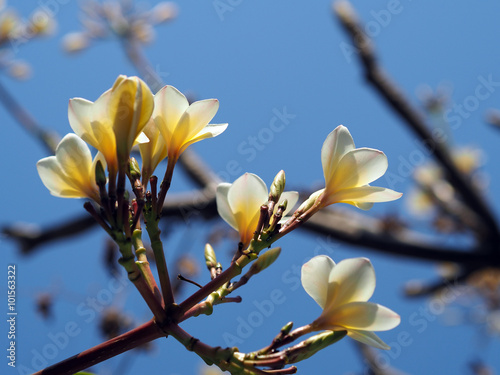 White plumeria blooming on plumaria tree in clear blue sky
