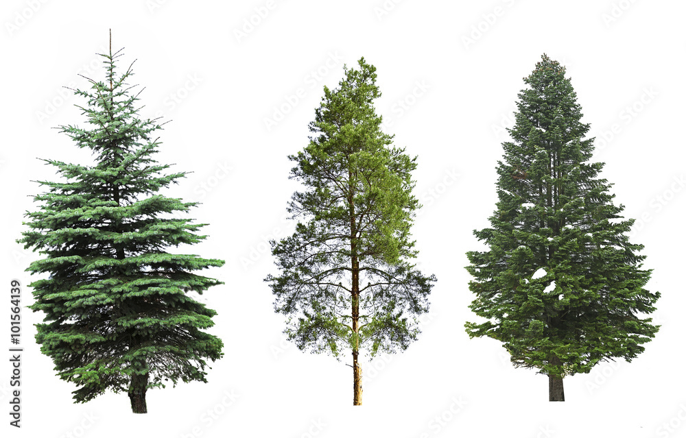 Obraz premium Fir-trees, isolated on white