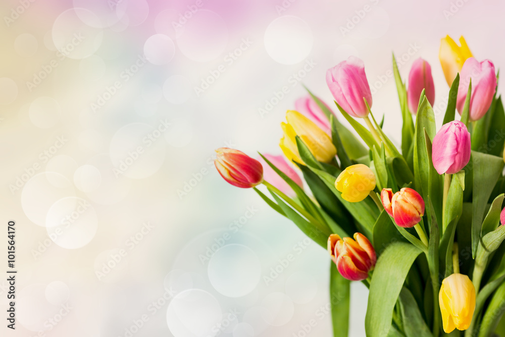 tulipani su sfondo colorato tulipani su sfondo colorato