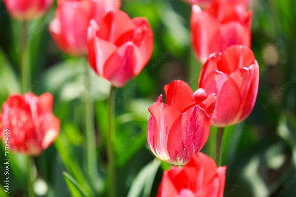 Tulip field, colorful tulips in spring, Macro