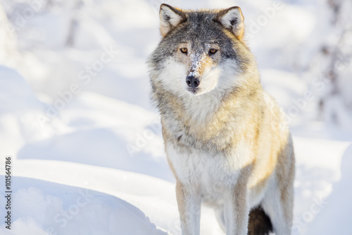 Wolf stands in beautiful winter forest © kjekol