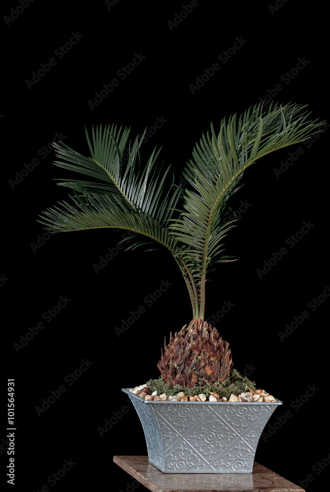 bonsai tree on black background bonsai tree on black background