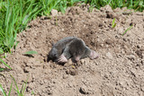 European mole, Talpa europaea, emerging from a molehill above ground in a green lawn in sunshine