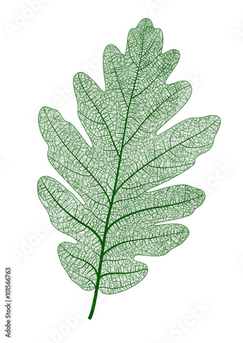 Vector oak leaf isolated. realistic illustration for your design.