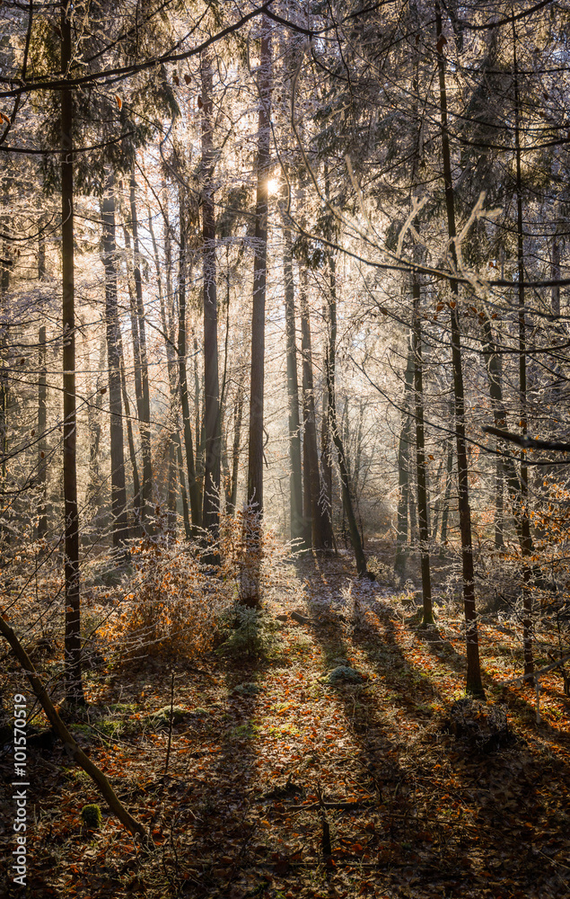 Sun lit clearing in a rime covered spruce forest