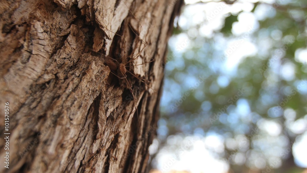 A daddy long legs spider makes its way along the bark of a tree. A daddy long legs spider makes its way along the bark of a tree.
