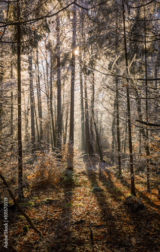 Sun lit clearing in a rime covered spruce forest