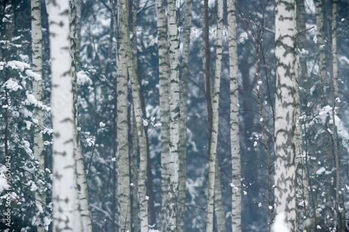 forest winter © TSpider