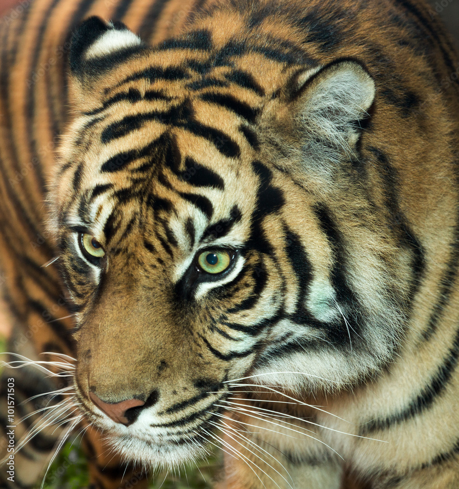 Fototapeta premium real close tiger