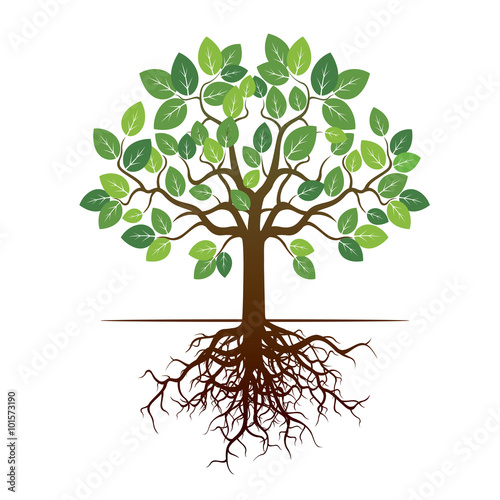 Color Tree and Roots. Vector Illustration.