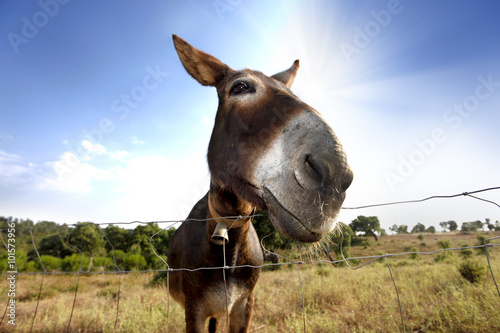 Donkey / closeup of a donkey on the field © zepedro