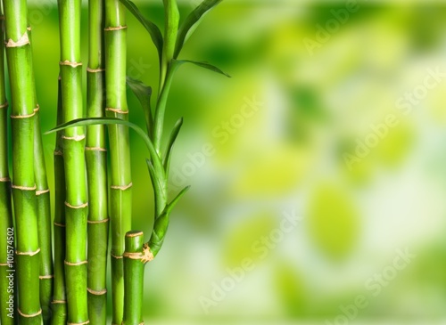 Bamboo.