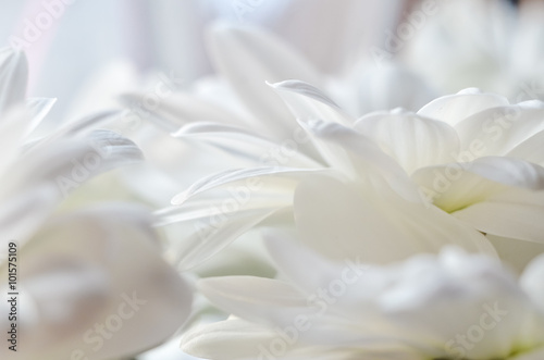 beautiful white daisy flower