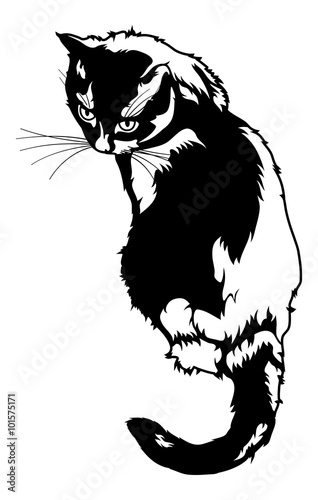 Black cat silhouette isolated on a white background