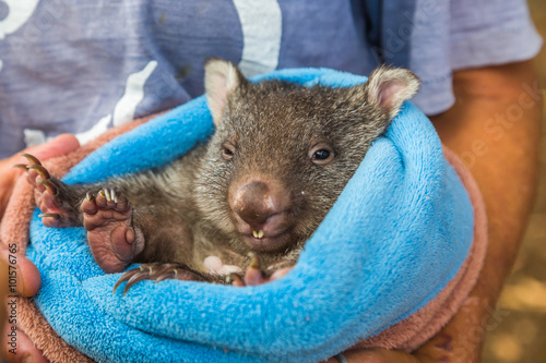 Konstfotografi Baby sweet Wombat