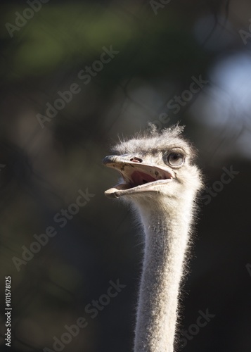 Ostrich (Struthio camelus)