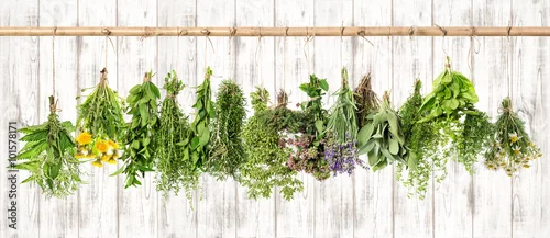 Panel kuchenny z motywem Medicinal herbs. Herbal apothecary. Lavender, dandelion, nettle