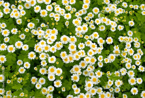 Small daisywheels with sheet.  Texture and background. photo