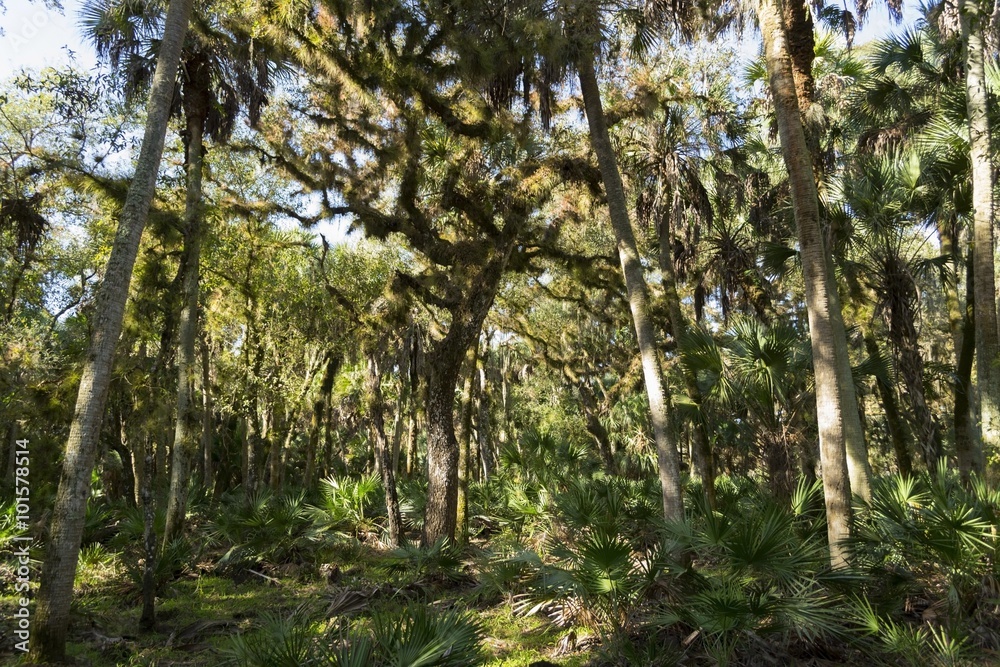 Trees covered with moss in tropical Florida Trees covered with moss in tropical Florida