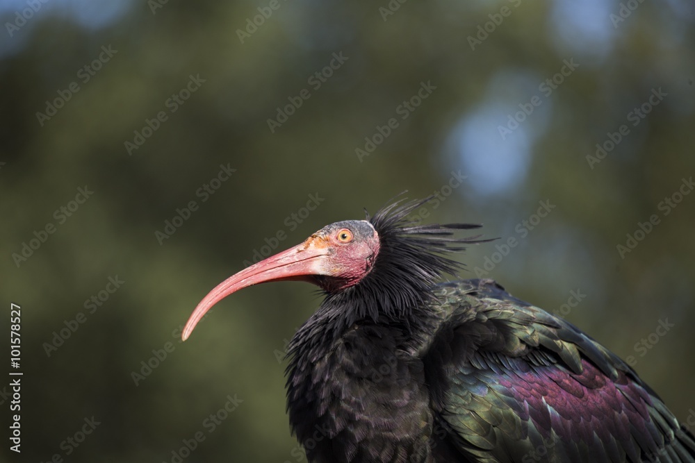 Northern Bald Ibis (Geronticus eremita) Northern Bald Ibis (Geronticus eremita)