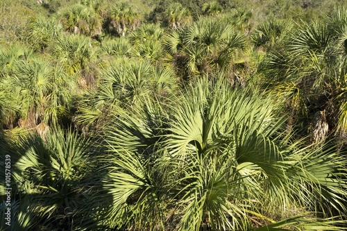 Bird s eye view of palm tree forest