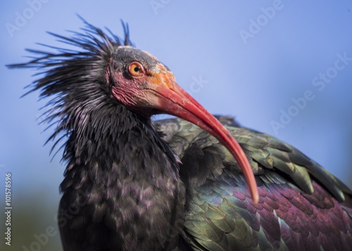 Northern Bald Ibis (Geronticus eremita) © fluffandshutter