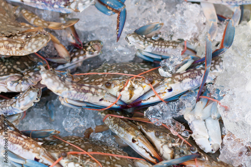 Fresh blue crabs on ice in the market