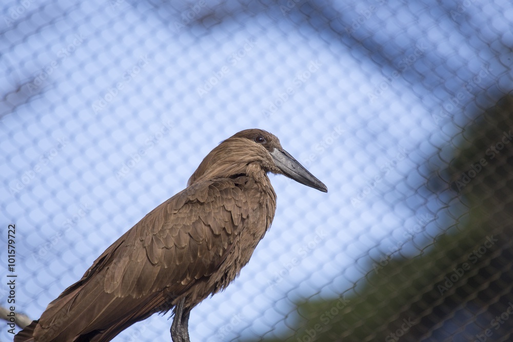 Obraz premium Hamerkop (Scopus umbretta)