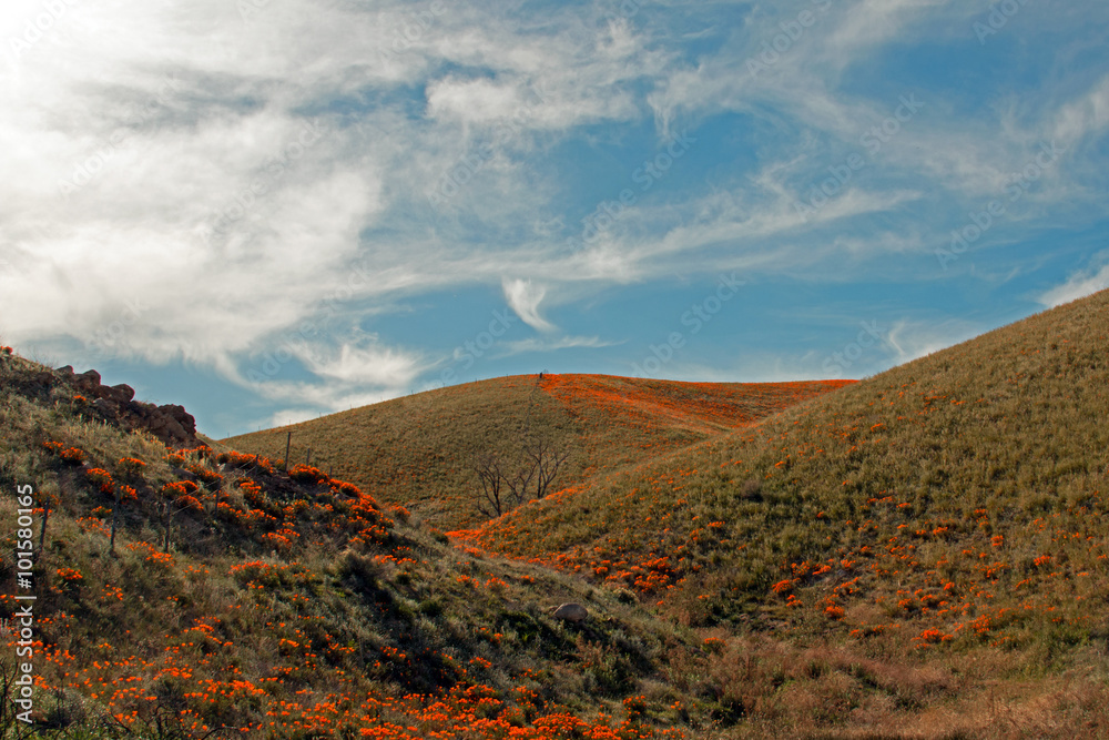 Fototapeta premium California Golden Poppies wiosną na wysokiej pustyni południowej Kalifornii między Lancaster, Palmdale i Quartz Hill