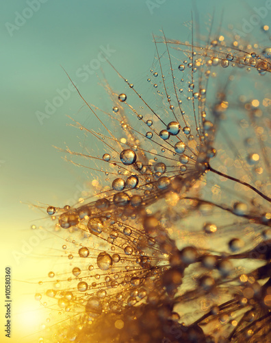 Stampa su tela Dewy dandelion flower at sunrise close up. Natural backgrounds.