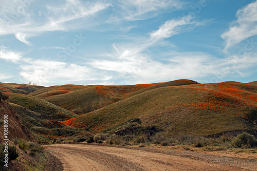 Fotografie, Obraz California Golden Poppies along a remote dirt road in the high desert hills of A