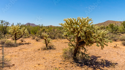 Cholla Cacti and Saguaro Cacti in the Arizona Desert
