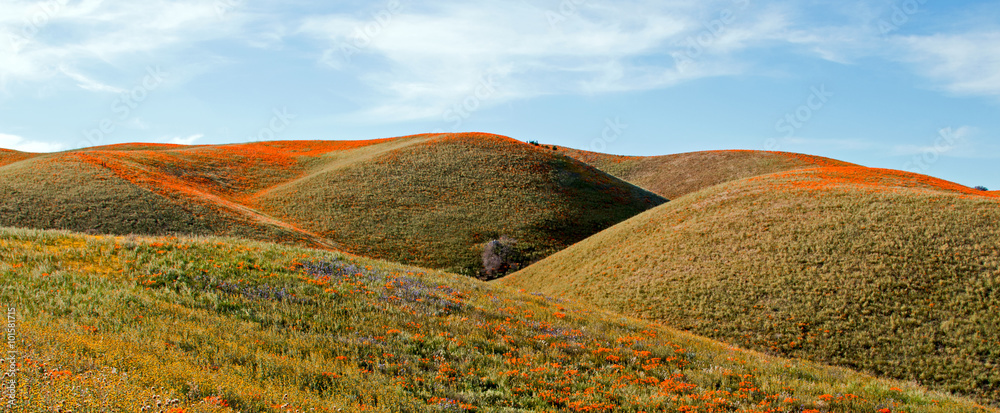 Fototapeta premium California Golden Poppies during spring in the southern California's high desert between Lancaster, Palmdale, and Quartz Hill