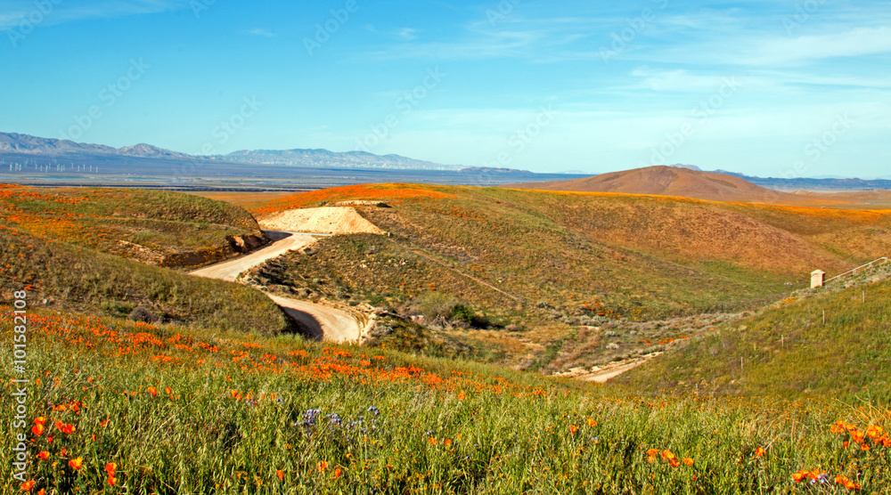Fototapeta premium California Golden Poppies along a remote dirt road in the high desert hills of Antelope Valley of southern California USA between Palmdale, Lancaster, and Quartz Hill