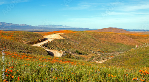 Fototapeta Naklejka Na Ścianę i Meble -  California Golden Poppies along a remote dirt road in the high desert hills of Antelope Valley of southern California USA between Palmdale, Lancaster, and Quartz Hill
