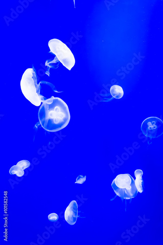 jellyfish © meen_na