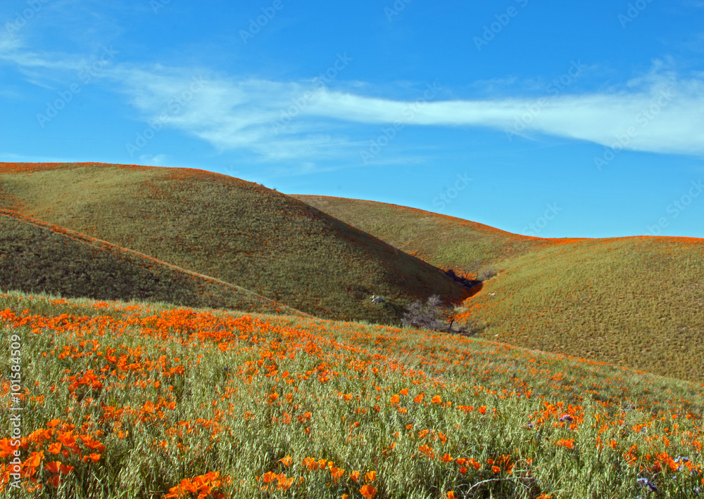 Naklejka premium California Golden Poppies during spring in the southern California's high desert between Lancaster, Palmdale, and Quartz Hill